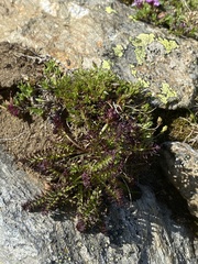 Pedicularis verticillata