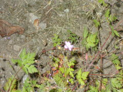 Geranium robertianum