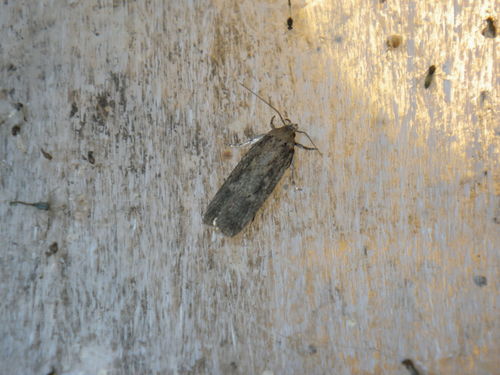 Cotton stem moth photo 2
