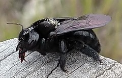 Xylocopa darwini