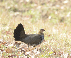 Grey Junglefowl photo 2
