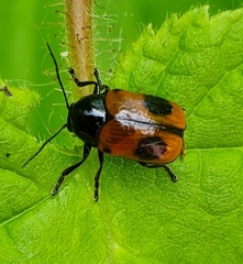 Cryptocephalus bipunctatus