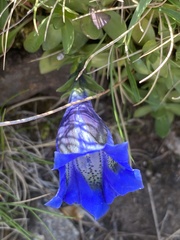 Gentiana acaulis