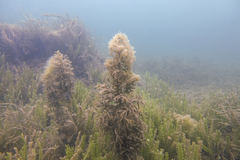 Caulocystis cephalornithos