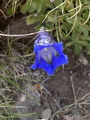 Gentiana acaulis