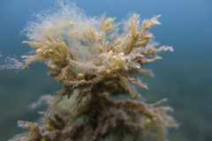 Caulocystis cephalornithos