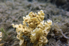 Sargassum paradoxum
