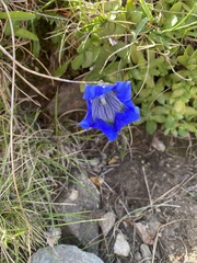 Gentiana acaulis