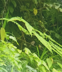 Cyornis sumatrensis
