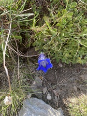 Gentiana acaulis