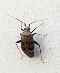 Texocoris nigrellus