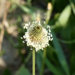 Plantago lanceolata
