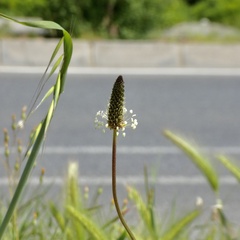 Plantago lanceolata
