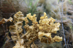 Sargassum paradoxum