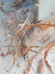 Allagelena gracilens