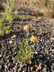 Gaillardia spathulata