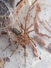 Allagelena gracilens