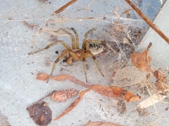 Allagelena gracilens