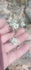 Smelowskia alba