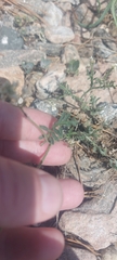 Smelowskia alba