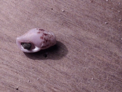 Mitrella semiconvexa