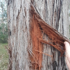 Eucalyptus capitellata