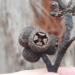 Eucalyptus capitellata