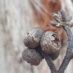 Eucalyptus capitellata