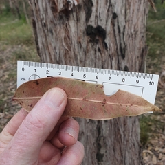 Eucalyptus capitellata