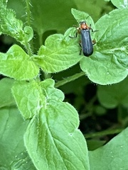 Cantharis pellucida
