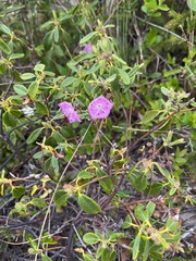 Kalmia polifolia