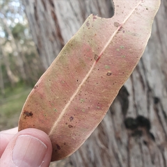 Eucalyptus capitellata