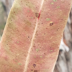 Eucalyptus capitellata