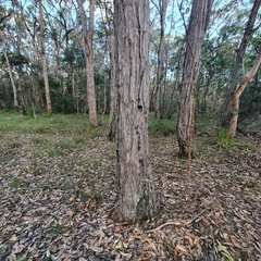 Eucalyptus capitellata