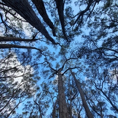 Eucalyptus capitellata
