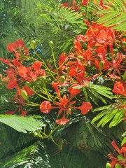 Delonix regia