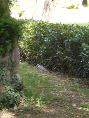 Columba palumbus