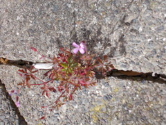 Geranium robertianum