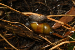 Bothriembryon glauerti