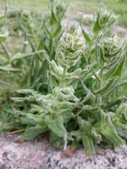 Silene viscosa