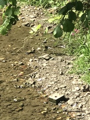 Motacilla cinerea