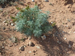 Melianthus pectinatus