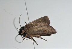 Proteuxoa tetronycha