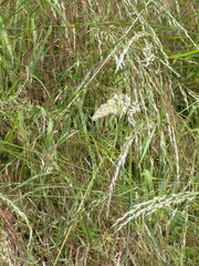 Poaceae