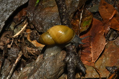 Bothriembryon glauerti