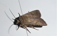 Proteuxoa tetronycha