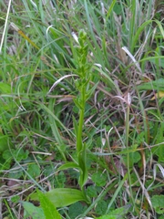 Platanthera mandarinorum pachyglossa