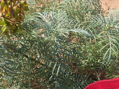 Melianthus pectinatus