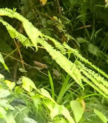 Cyornis sumatrensis