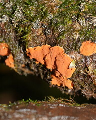 Hypoxylon crocopeplum